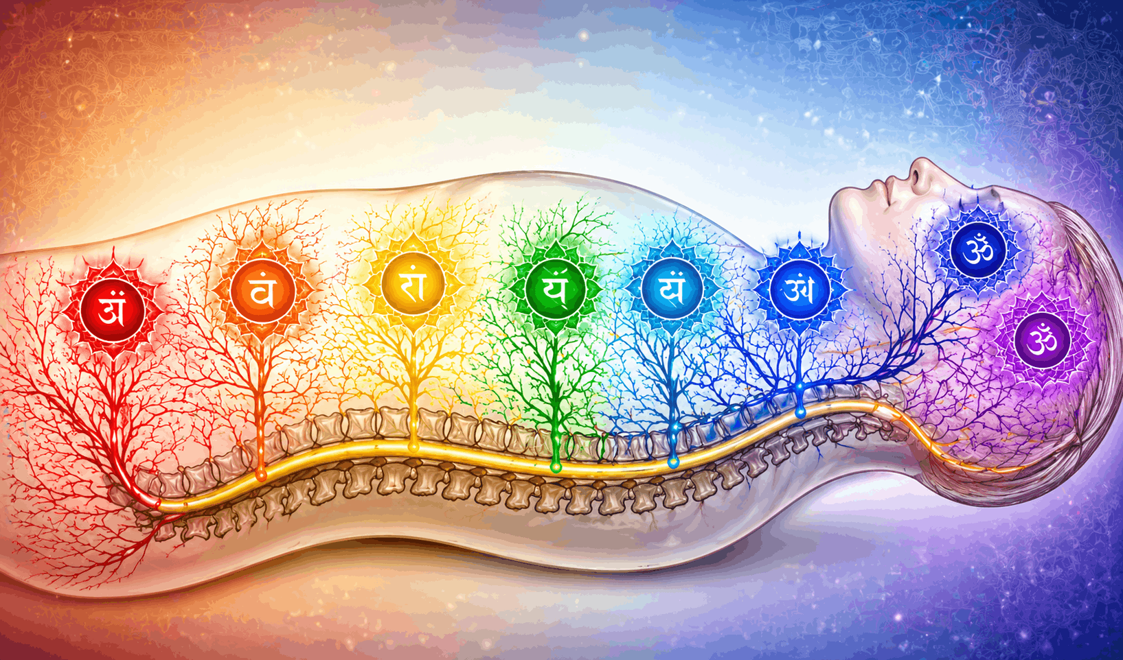 The 7 chakras